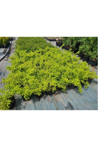 Форзиція проміжна Марі Д’Ор - 3л/вис.35-45см/Ø40-60см